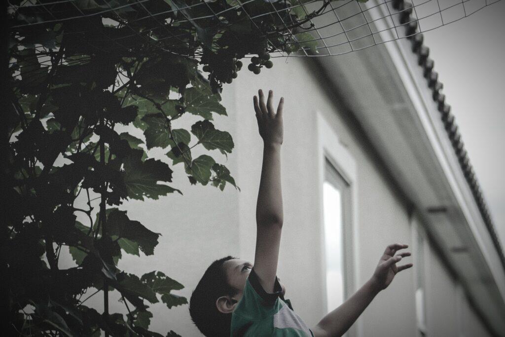 boy trying reach hanging grapes 2